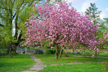 10 JAPANESE FLOWERING CHERRY Tree Oriental Prunus Serrulata Flower Seeds